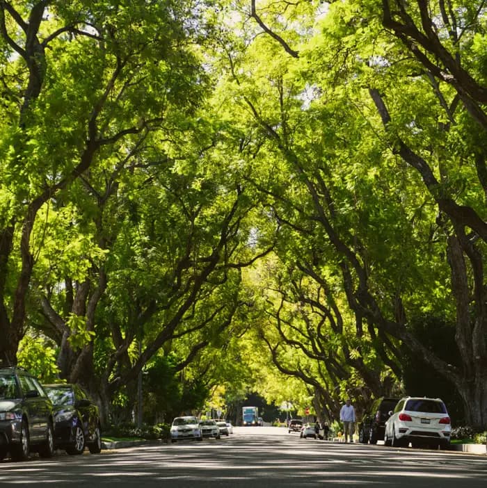 Tree-lined streets of Land Park